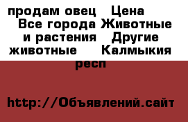  продам овец › Цена ­ 100 - Все города Животные и растения » Другие животные   . Калмыкия респ.